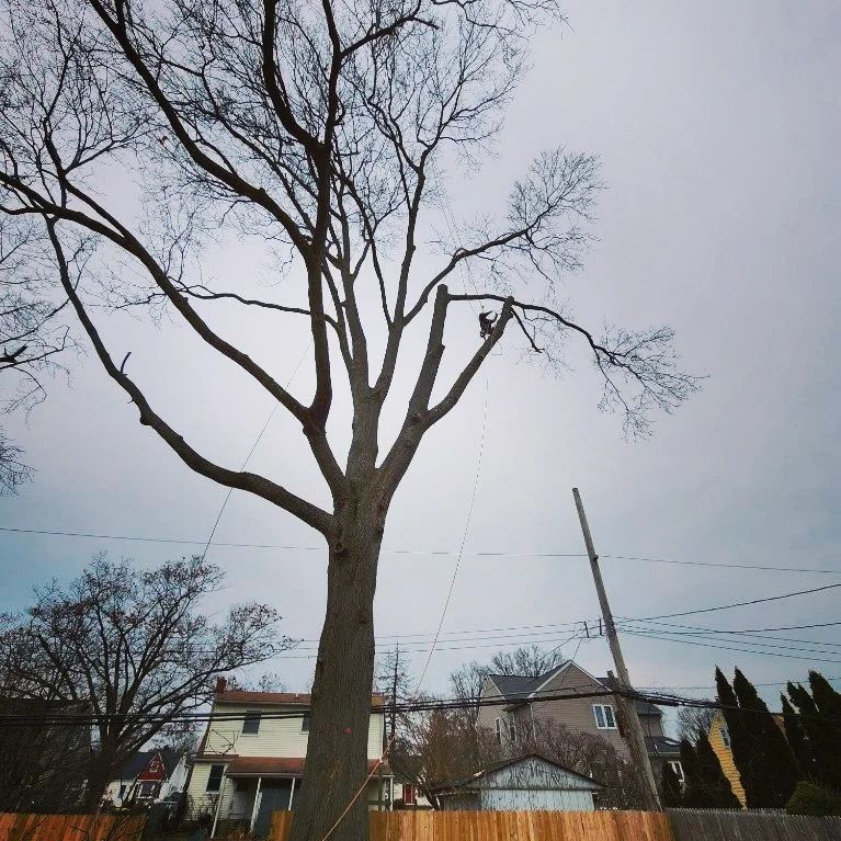 A worker high up in a tree, trimming its branches
